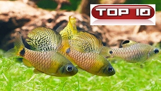 Top 10 Pesci piccolissimi per nano tropicale dolce 🐠 [upl. by Norwood156]