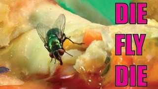 How To Get Rid of House Flies [upl. by Motteo]