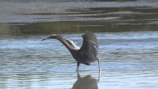 Crazy Reddish Egret dance hunting for fish Marco Island FL [upl. by Odrude887]