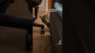 Seru in Disbelief 🤣 cuteanimal kitten cutecat cute cat kitten funnyvideo baby [upl. by Parthinia]