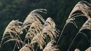 Japanese silver grass in the evening sun [upl. by Aihsyak414]