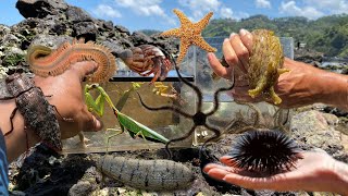 Catch giant click beetle brittle starfish fireworm sea cucumber giant slug hermit crab urchin [upl. by Atnuahc]