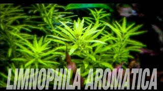 Aquarium Plants Limnophila Aromatica MINI [upl. by Nasia]