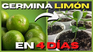 Como GERMINAR semillas de LIMÓN RAPIDO 🍋 PASO A PASO [upl. by Eidak198]