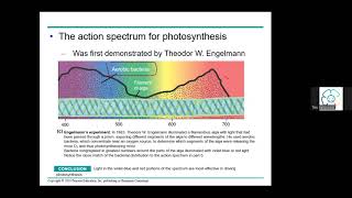 Materi Dasar Fotosintesis [upl. by Rich]