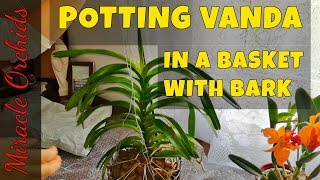 Potting up a vanda orchid in a basket with orchiata bark  How to pot up a vanda orchid [upl. by Col896]