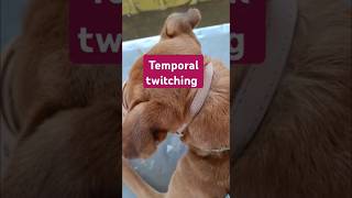 Temporal twitching in case of quotCanine Distemperquot  Hard pad disease  dog trending [upl. by Aala]