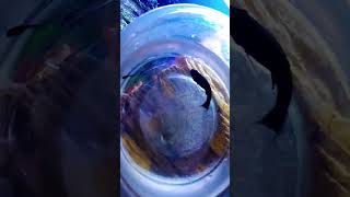 Black Molly fish giving birth aquarium youtubeshorts fish viralvideo aquariumfish aquatic [upl. by Anilatac]