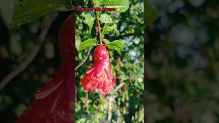 Amazing Pomegranate Cutting Skills  A MustSee Shorts [upl. by Roderic]