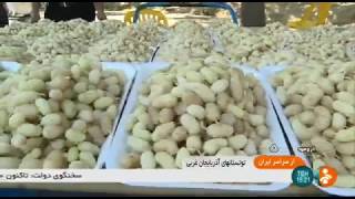 Iran White mulberry picking Urmia county برداشت توت سفيد شهرستان اورميه ايران [upl. by Yoshio]