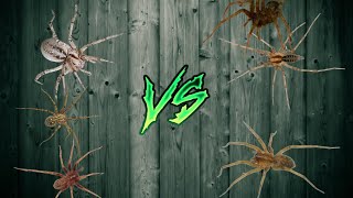 eratigena agrestis vs tegenaria domestica vs agelena labyrinthica [upl. by Pavlish]