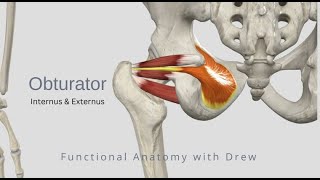 Obturator Internus and Externus [upl. by Tomkin]