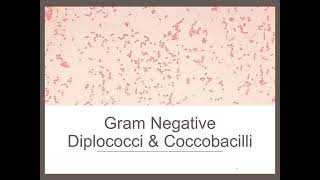 GN Diplococci and Coccobacilli [upl. by Erwin]