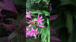 Nerines are open my favourite Autumn flowers [upl. by Akiv631]