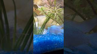 Ram cichlids Colour after getting stress free🥰🥰 viralvideo shorts [upl. by Oralia943]