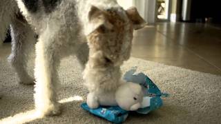 Wire Fox Terrier Basil unwrapping his 6th birthday gift [upl. by Yunfei507]