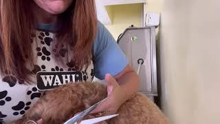 Grooming an Australian Labradoodle’s head ears and face [upl. by Durning991]