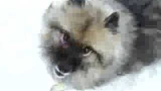 A VERY playful Keeshond [upl. by Izzy]