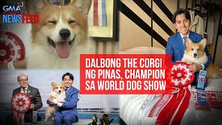 Dalbong The Corgi ng Pinas champion sa World Dog Show  GMA Integrated Newsfeed [upl. by Leemaj108]