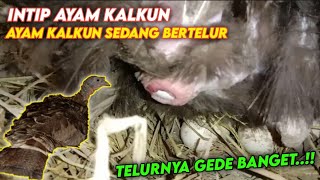 Intip Ayam Kalkun Sedang Bertelur  Detik  Detik Kalkun Bertelur [upl. by Shiroma204]