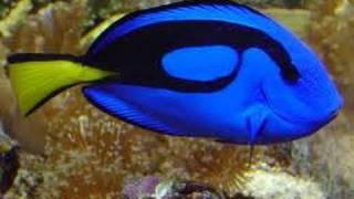 Blue Tang dory fish [upl. by Olnay619]