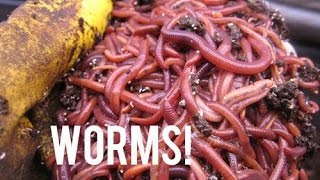 How to Set Up a Home Made Worm Farm [upl. by Holcman541]