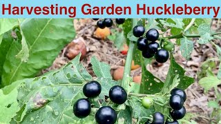 Harvesting Garden Huckleberry [upl. by Murtagh]