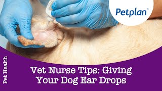 Vet Nurse Tips How to give ear drops to your dog  Petplan [upl. by Ahsykal]