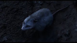 RDR2 Opossum playing dead [upl. by Urana904]