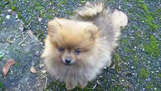 Puppy Pipkin  quotThe Pomeranian Songquot [upl. by Elleuqar]