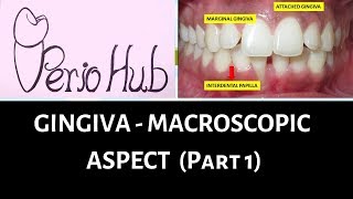 GINGIVA  Marginal Free gingiva [upl. by Sirrom]