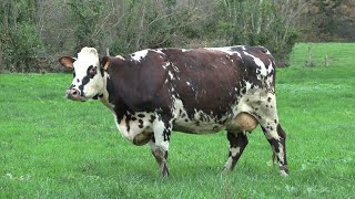 Oreillette une vache normande égérie du prochain Salon de lagriculture  AFP [upl. by Hedveh]