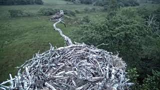 Bywyd Gwyllt Glaslyn Wildlife  Ffrwd Byw  Live Stream [upl. by Nlocnil]