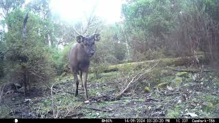 Tolmie Australia Trail Captures part II Aug  Sept 2024 Campark TC22 and T86 cameras [upl. by Oicneserc723]