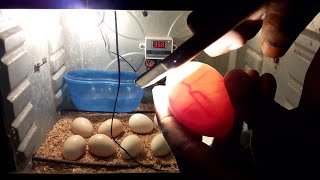 Candling Eggs DAY 10 Chicken Egg Candling Day 121 [upl. by Tyrus49]