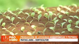 Producción de lechugas hidropónicas y pepinos [upl. by Ecinrev]