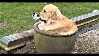 Lustige Hunde und Katzen Videos 2023 Cute and Funny Cats amp Dogs Videos [upl. by Rehpinnej37]