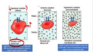 What is Osmosis in UrduHindi  Dr Ayaz Samo [upl. by Acinomal726]