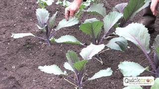 How to Grow Cabbage  A Step by Step Guide [upl. by Jewelle]