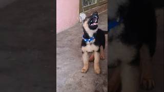 Jerman sheferd germanshepperd doglover puppy pets [upl. by Lebaron]