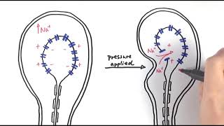 A2 Biology  Pacinian corpuscle OCR A Chapter 133 [upl. by Rauch929]