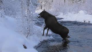 Moose magic in swedish Lapland Arjeplog [upl. by Clie]