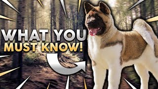 AKITA 101 Everything You Need To Know About Owning A Akita Puppy [upl. by Oiramej]