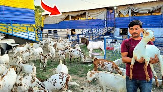 बिहार का सबसे बड़ा बकरी फार्म  Bihar ka sabse bada goat farm  Goat farming [upl. by Alleyn172]