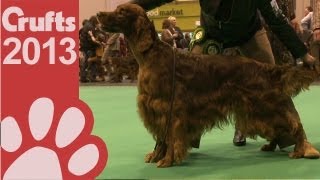 Irish Setter  Best of Breed  Crufts 2013 [upl. by Erie768]