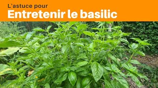 Entretenir le basilic  Astuce [upl. by Vanda]