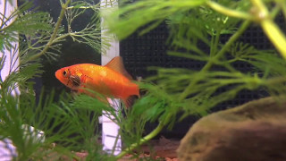 捕食 Giant water bug attacking a goldfish 金魚に襲いかかるタガメの２令 [upl. by Aihtyc]