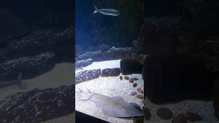 இஸ்ரேல் Aquarium 🇮🇱 Jerusalem ❤️ shorts shortvideo shortsfeed minivlog [upl. by Ollehto]