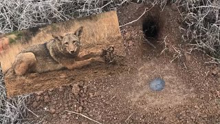 EASIEST WAY TO TRAP COYOTES [upl. by Hutton883]