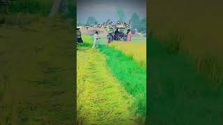 kia rate chla raha ka katai ka agricultur agriculturelife villagelife farmerlife farming [upl. by Kumagai757]